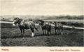 Ploughing near River Nene Mill just visible in background